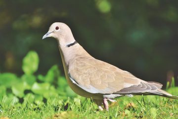 הדברת יונים