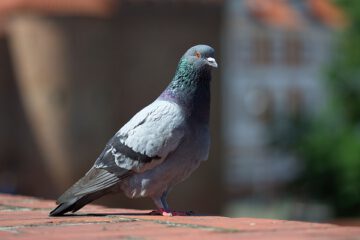 ניקוי צואת יונים