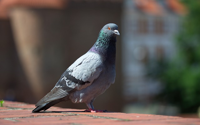 ניקוי צואת יונים